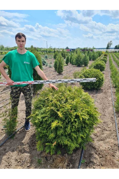 Куля ком50кг/вис.80-90см/Ø80-90см